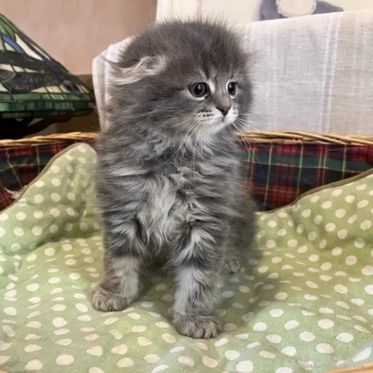 ID:2502-00387の子猫