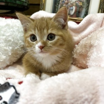 スコティッシュフォールド(立ち耳)【東京都・男の子・2025年9月1日・レッドタビー&ホワイト】の写真「可愛い愛らしいお顔立ち。
懐っこい気質です。」