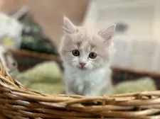 スコティッシュフォールド(立ち耳)【東京都・女の子・2024年12月5日・クリーム&ホワイト】の写真3