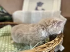 スコティッシュフォールド(立ち耳)【東京都・女の子・2024年12月5日・クリーム&ホワイト】の写真5