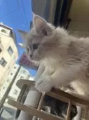 スコティッシュフォールド(立ち耳)【東京都・女の子・2024年12月5日・クリーム&ホワイト】の写真6
