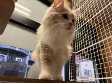 スコティッシュフォールド(立ち耳)【東京都・女の子・2024年12月5日・クリーム&ホワイト】の写真7