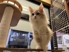 スコティッシュフォールド(立ち耳)【東京都・女の子・2024年12月5日・クリーム&ホワイト】の写真8