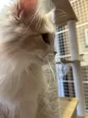 スコティッシュフォールド(立ち耳)【東京都・女の子・2024年12月5日・クリーム&ホワイト】の写真9