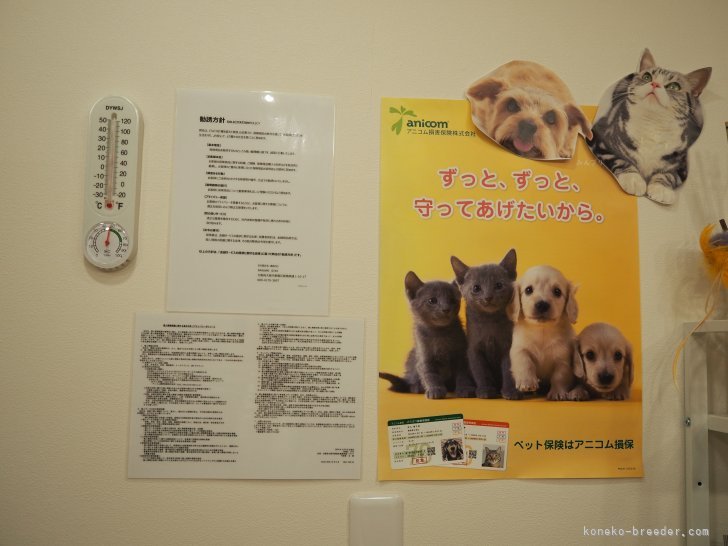 アニコム代理店｜清水　冴衣(しみず　さえ)ブリーダー(大阪府・ブリティッシュショートヘアなど・TICA/ACC登録)の紹介写真10
