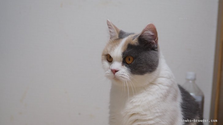 ブリティッシュショートヘア【・女の子・2024年5月16日・ダイリュートキャリコ】