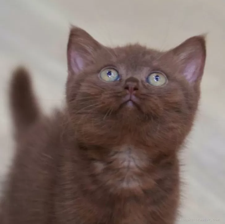 ID:2407-02763の子猫