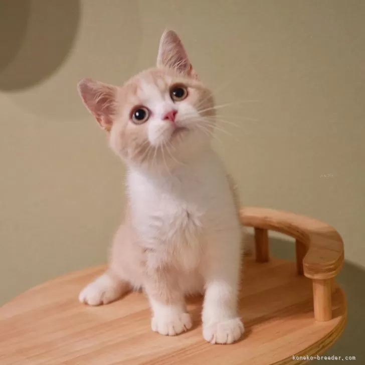 ゆー 様のお迎えした子猫