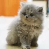 ミヌエット(長足)【大阪府・女の子・2024年6月15日・ブルー&クリーム】の写真1