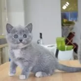 ブリティッシュショートヘア【大阪府・女の子・2024年3月22日・ブルー&クリーム】の写真1