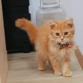 ミヌエット(長足)【大阪府・男の子・2024年7月25日・レッドタビー】の写真2