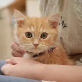 ミヌエット(長足)【大阪府・男の子・2024年7月25日・レッドタビー】の写真3「初対面の人でも抱っこできます❤️」