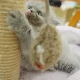 ミヌエット(長足)【大阪府・女の子・2024年6月15日・ブルー&クリーム】の写真3