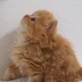 セルカークレックス【大阪府・男の子・2024年11月14日・レッドタビー&クリーム】の写真9