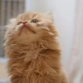 セルカークレックス【大阪府・男の子・2024年11月14日・レッドタビー&クリーム】の写真11