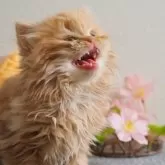 セルカークレックス【大阪府・男の子・2024年11月14日・レッドタビー&クリーム】の写真12「woo、、、笑ちゃう」