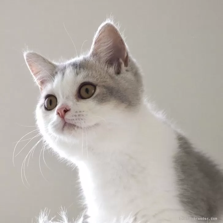 Miyu 様のお迎えした子猫