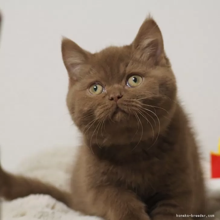 ID：2503-01699の子猫