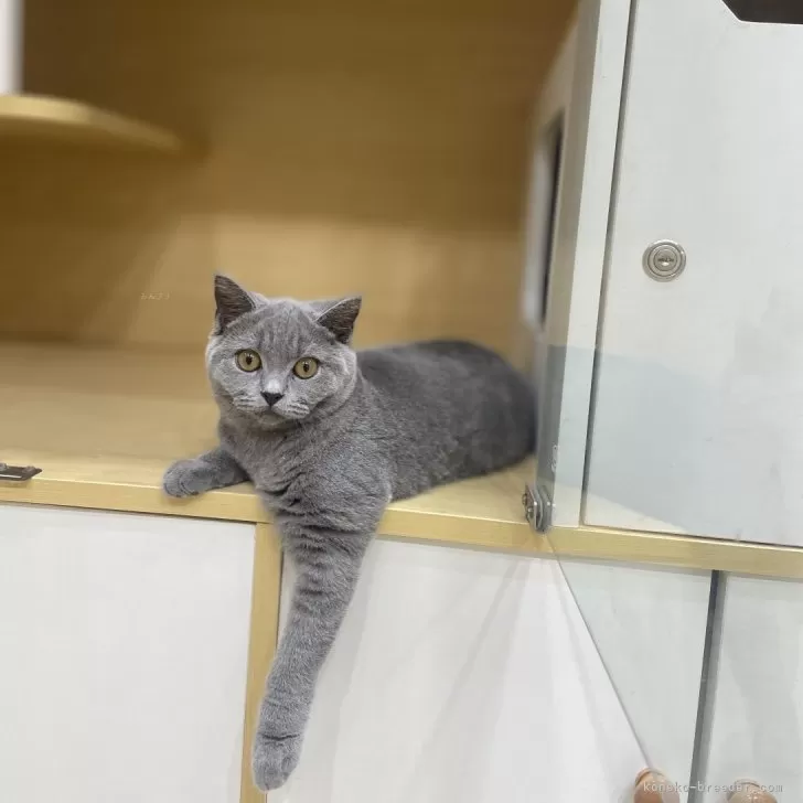 ID：2412-02127の子猫