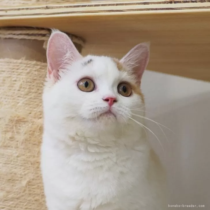 セルカークレックス【大阪府・女の子・2025年5月25日・キャリコ】の写真1「元気いっぱい女の子です。」