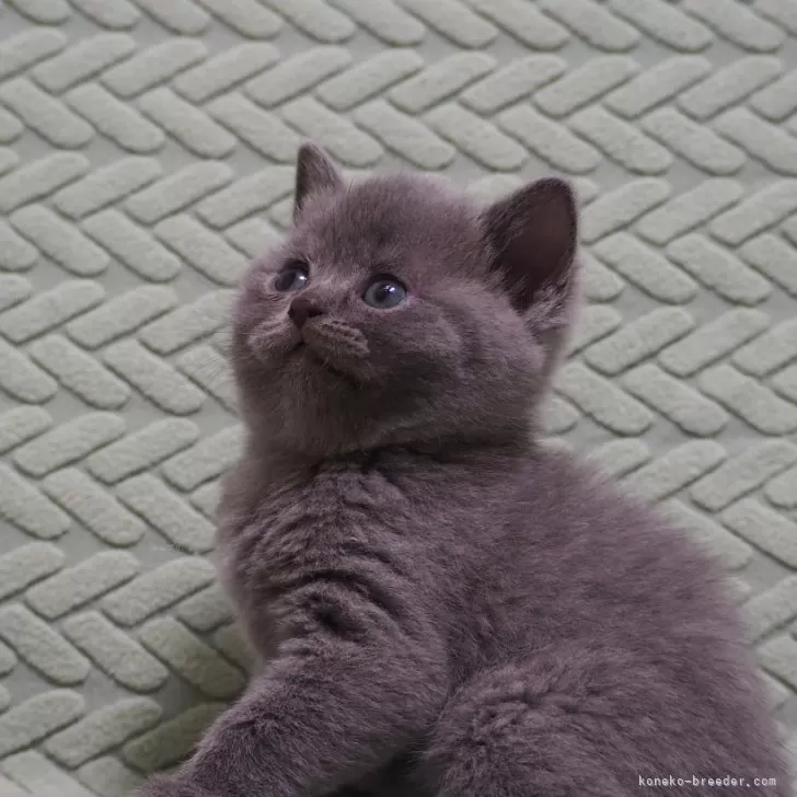 ID：2504-00320の子猫