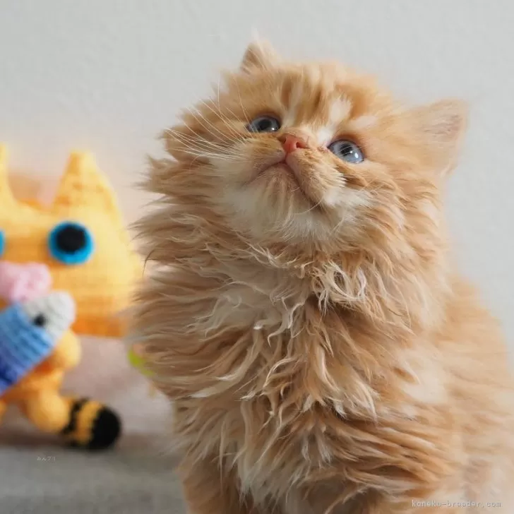 ID：2412-02754の子猫