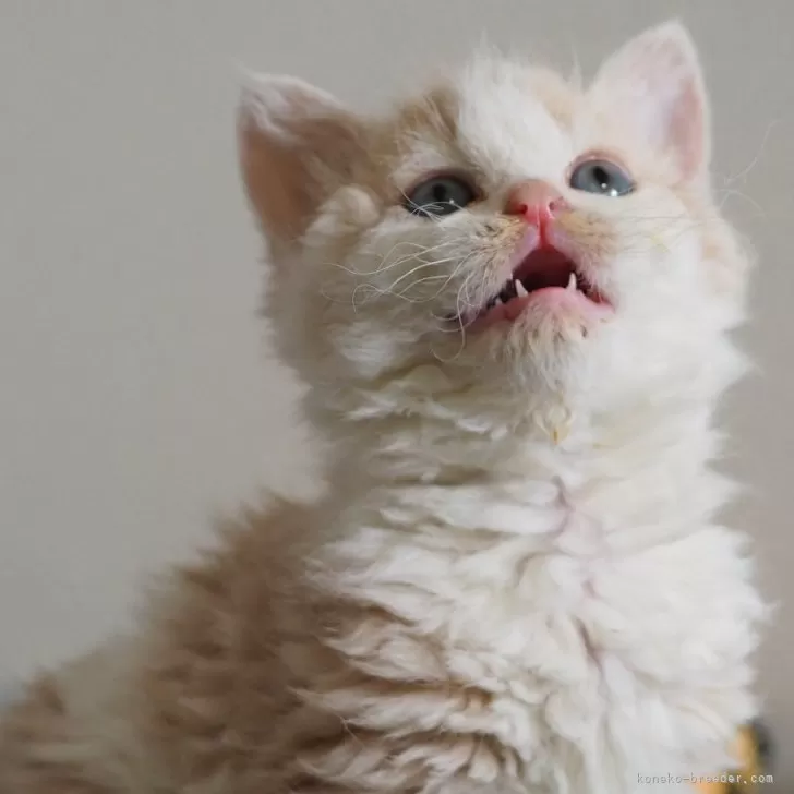 ID:2501-00399の子猫