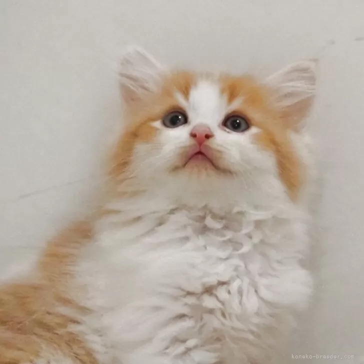 N.H 様のお迎えした子猫
