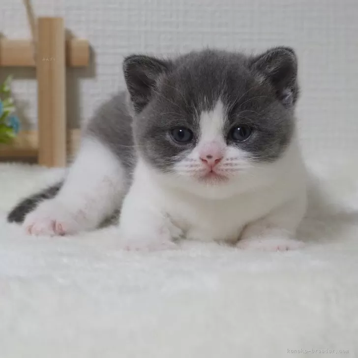 ブリティッシュショートヘア【大阪府・女の子・2025年11月9日・ブルー&amp;ホワイト】の写真1