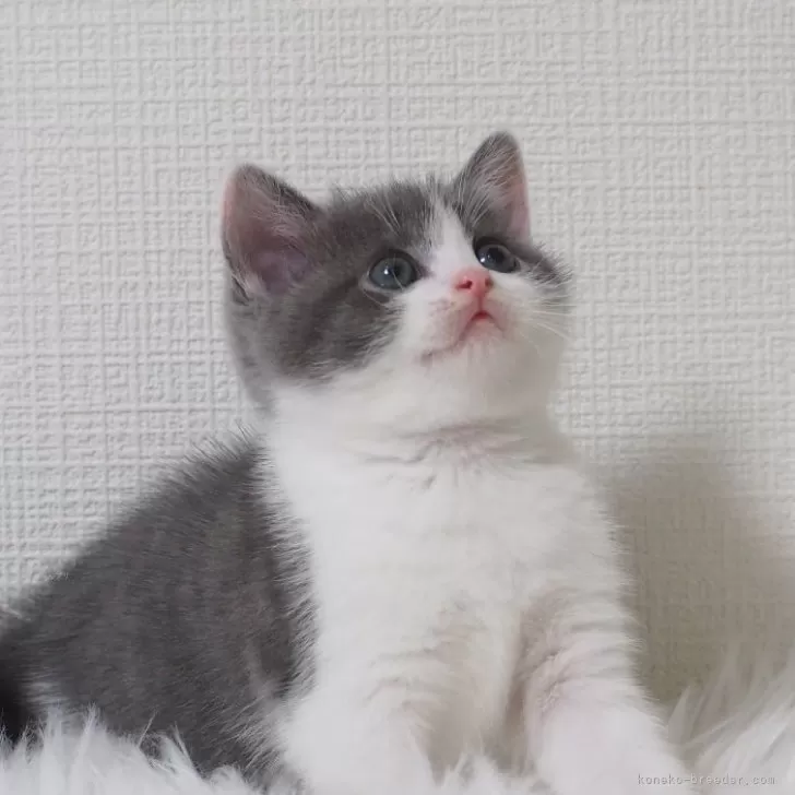 S.H 様のお迎えした子猫