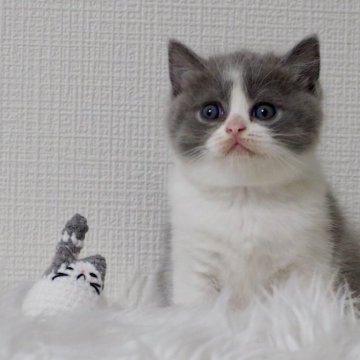ブリティッシュショートヘア【大阪府・女の子・2025年8月17日・ブルー&ホワイト（ショートヘア）】の写真「まんまるお顔と澄んだ瞳がとても愛らしい女の子」