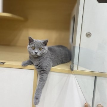 ブリティッシュショートヘア【大阪府・男の子・2024年9月3日・ブルー】の写真「人懐っこく超可愛い男の子」