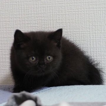 ブリティッシュショートヘア【大阪府・男の子・2025年4月23日・ブラック】の写真「まんまるおめめとつやつやボディが愛らしい」