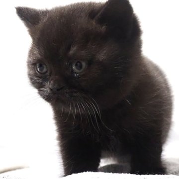 ブリティッシュショートヘア【大阪府・女の子・2025年4月23日・ブラック】の写真「まんまるおめめとつやつやボディが愛らしい」