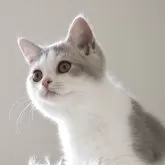 セルカークレックス