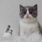 ブリティッシュショートヘア