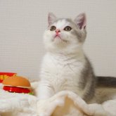 セルカークレックス