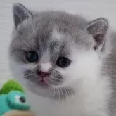 ブリティッシュショートヘア