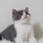 ブリティッシュショートヘア