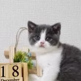 ブリティッシュショートヘア