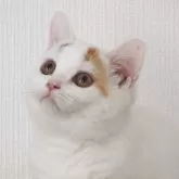セルカークレックス