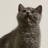 ブリティッシュショートヘア