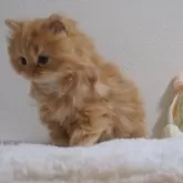 セルカークレックス【大阪府・男の子・2024年11月14日・レッドタビー&クリーム】の写真6