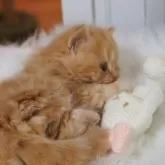 セルカークレックス【大阪府・男の子・2024年11月14日・レッドタビー&クリーム】の写真7