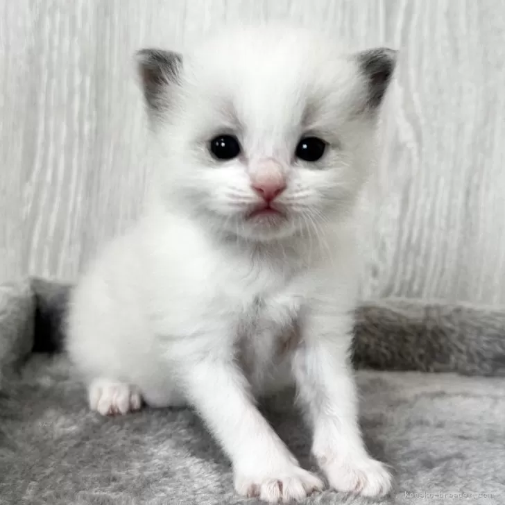 ID:2410-03025の子猫