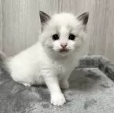 ラグドール【北海道・女の子・2024年9月21日・ブルーポイントバイカラー】の写真3