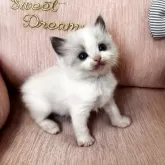 ラグドール【北海道・女の子・2024年11月4日・ブルーポイントバイカラー】の写真3