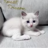 ラグドール【北海道・男の子・2025年7月11日・ブルーポイントバイカラー】の写真5