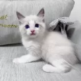 ラグドール【北海道・男の子・2025年7月11日・ブルーポイントバイカラー】の写真9