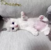 ラグドール【北海道・男の子・2025年7月11日・ブルーポイントバイカラー】の写真6